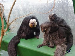 Haus des Meeres 4.02.2026